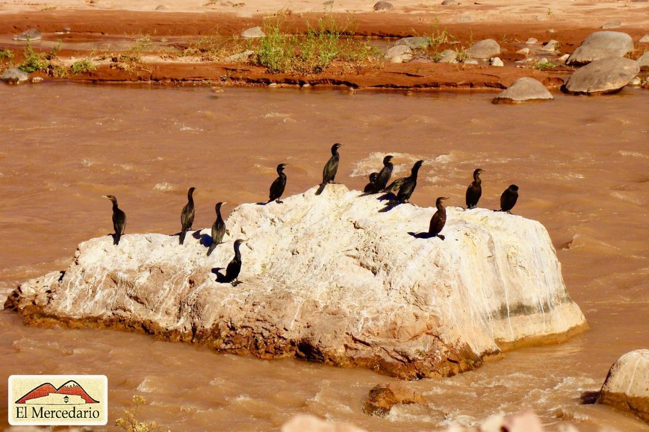 Ecoposada El Mercedario Барреаль Экстерьер фото